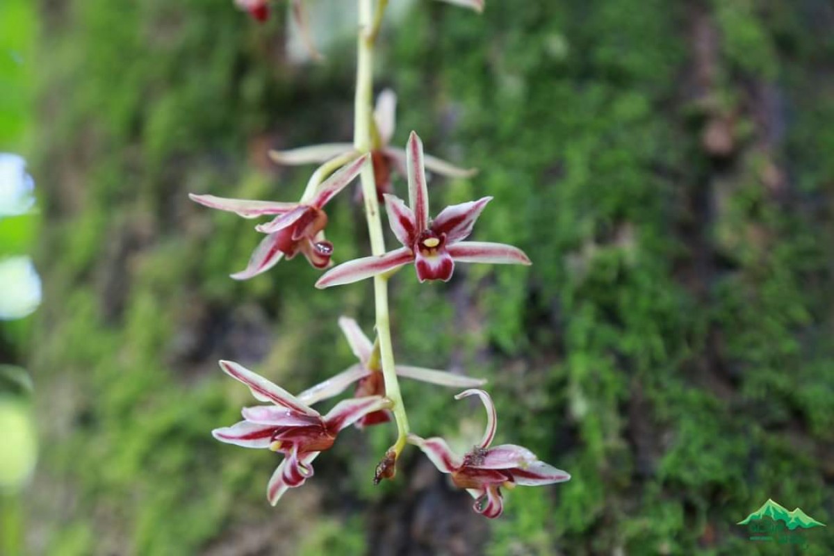 Cymbidium aloifolium (L.) Sw.